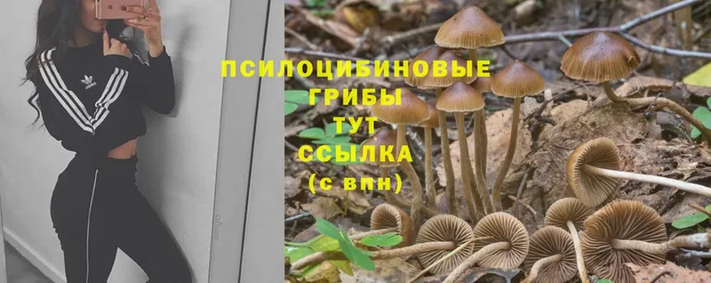 Псилоцибиновые грибы GOLDEN TEACHER  гидра tor  Верхняя Пышма  цена  